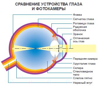 сравнение устройства глаза и фотокамеры